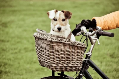 cachorro-bicicleta