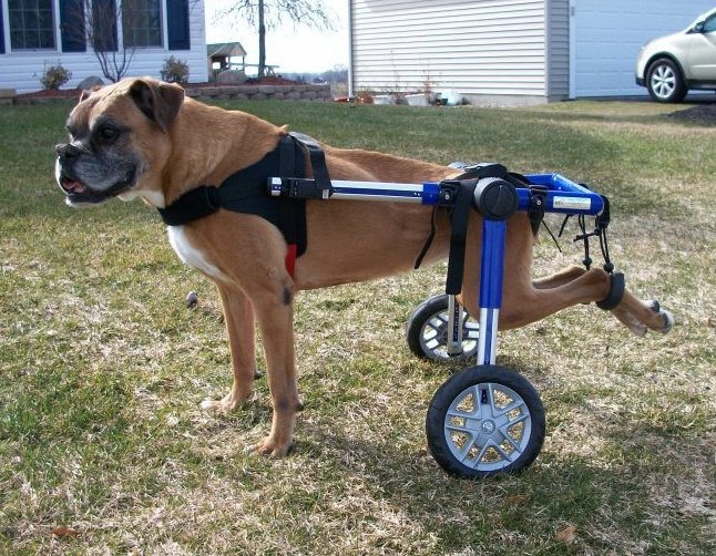 cachorro cadeira de rodas