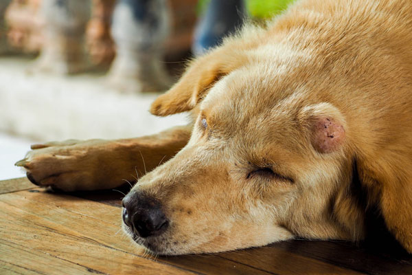 Raças mais propensas a desenvolver câncer cachorro-cancer