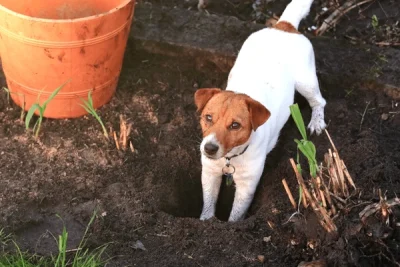 cachorro cavando jardim