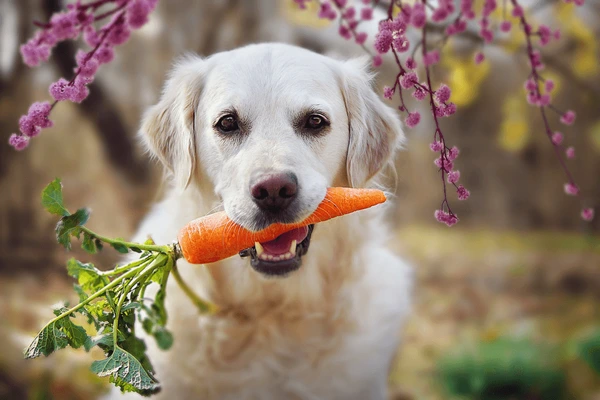 cachorro cenoura
