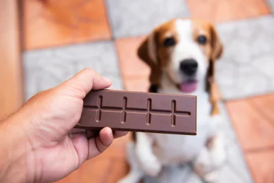 cachorro-chocolate