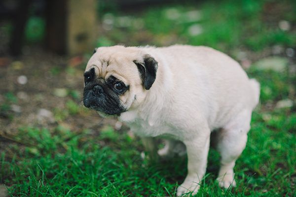 Por que o cachorro demora tanto pra fazer cocô? cachorro-coco