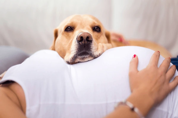cachorro com gravida