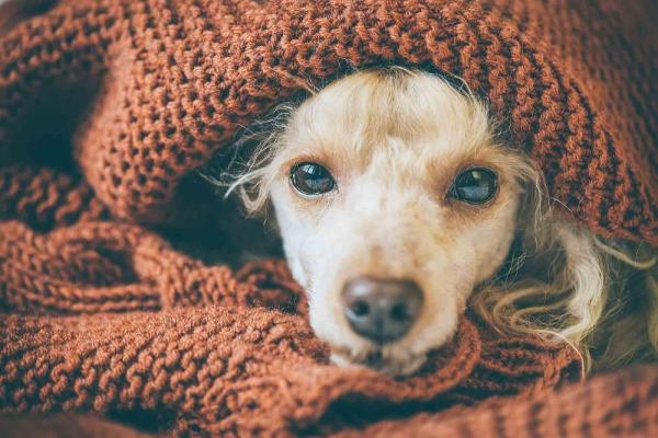 cachorro com pneumonia