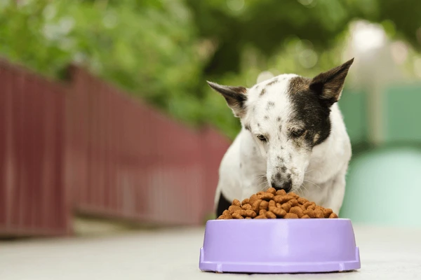 Quantas vezes por dia você deve dar ração cachorro comendo racao