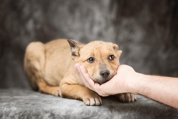 cachorro deprimido 1