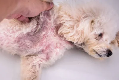 cachorro dermatite atopica