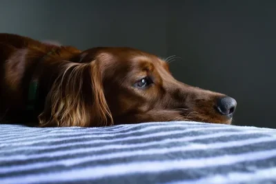 cachorro-doente