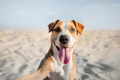 cachorro-fazendo-selfie