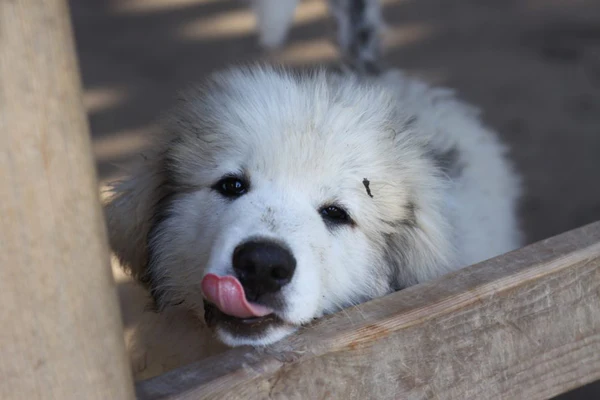 Porque queremos secretamente que os cães fiquem filhotes pra sempre cachorro filhote