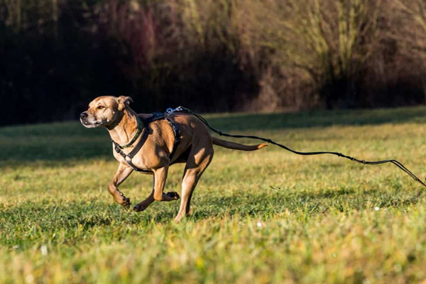 Como pegar de volta um cachorro que se soltou ou fugiu cachorro fugindo com a coleira