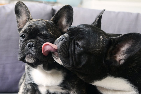 Por que os cachorros lambem o focinho uns dos outros cachorro-lambendo-outro