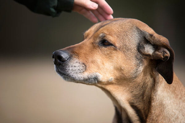 cachorro-medo-de-estranhos