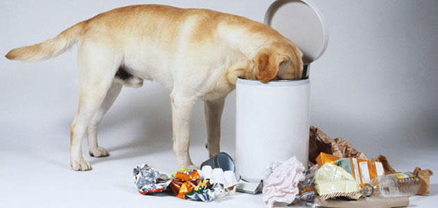 cachorro-mexe-lixo