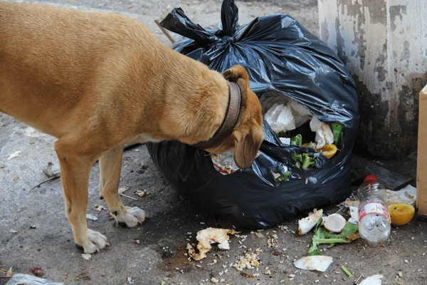 Por que o cachorro fuça o lixo cachorro mexendo