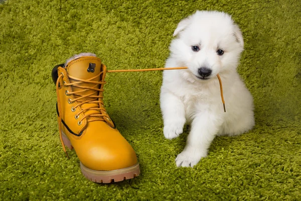 Meu cachorro ama morder sapatos e chinelos - como solucionar o problema cachorro mordendo sapato