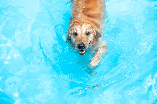 Nadar na piscina sem traumas cachorro na piscina