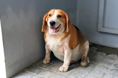 cachorro-obeso