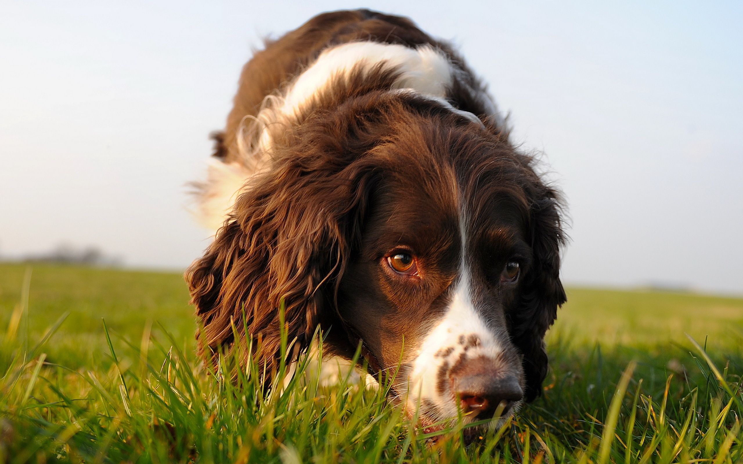 A importância do olfato e como estimulá-lo | Tudo Sobre Cachorros