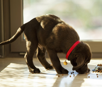 Cachorro pega comida do pote pra comer longe