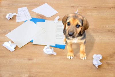 cachorro picando papel