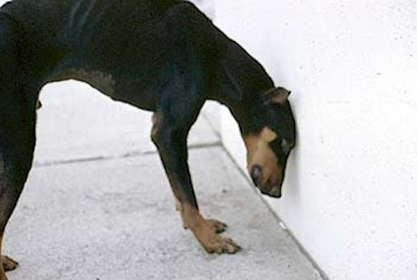 cachorro pressionando a cabeça na parede