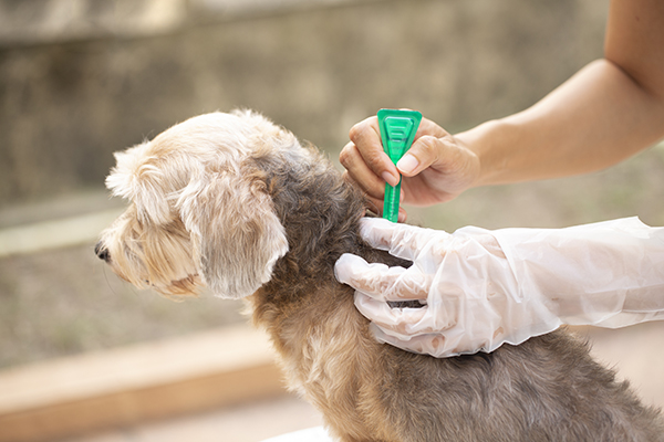 eliminar pulgas carrapatos cachorro casa