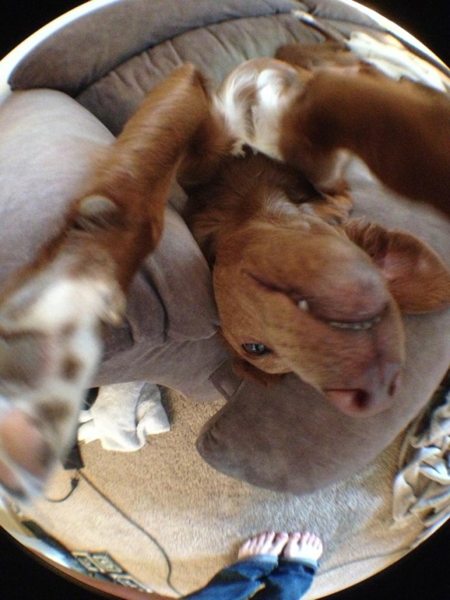 cachorro-selfie-08