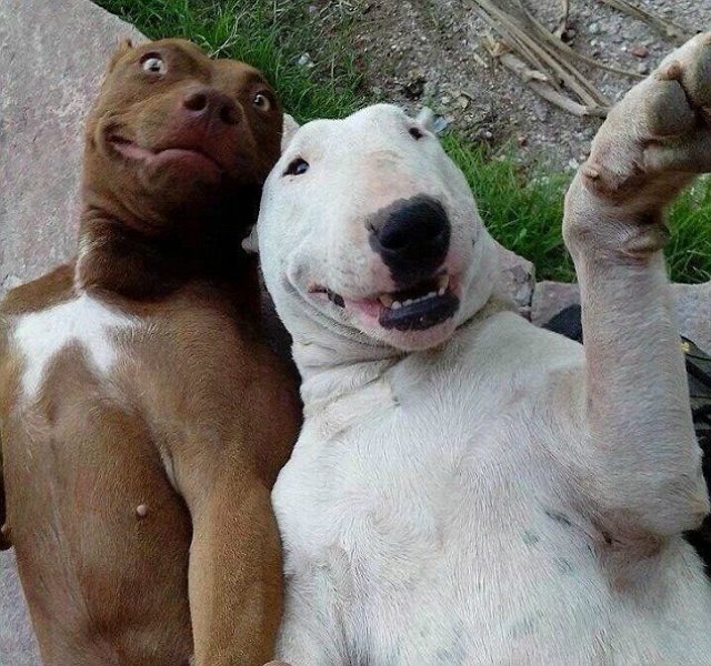 cachorro-selfie-10