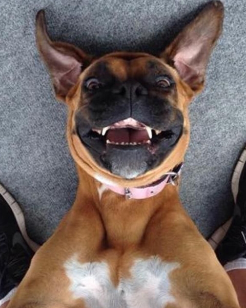 cachorro selfie