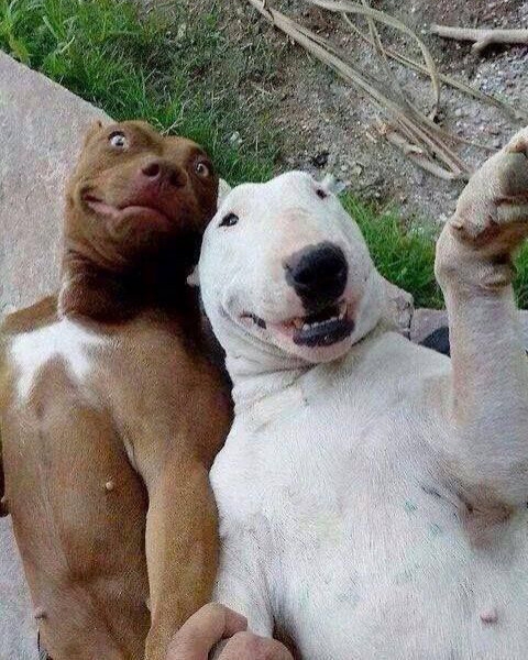 cachorro selfie