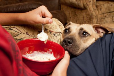 cachorro pedindo comida
