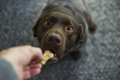 cachorro-sobra-comida