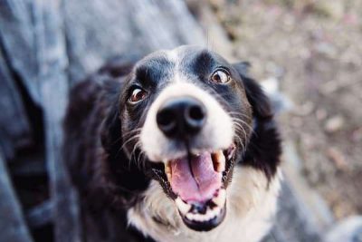 cachorro-sorrindo