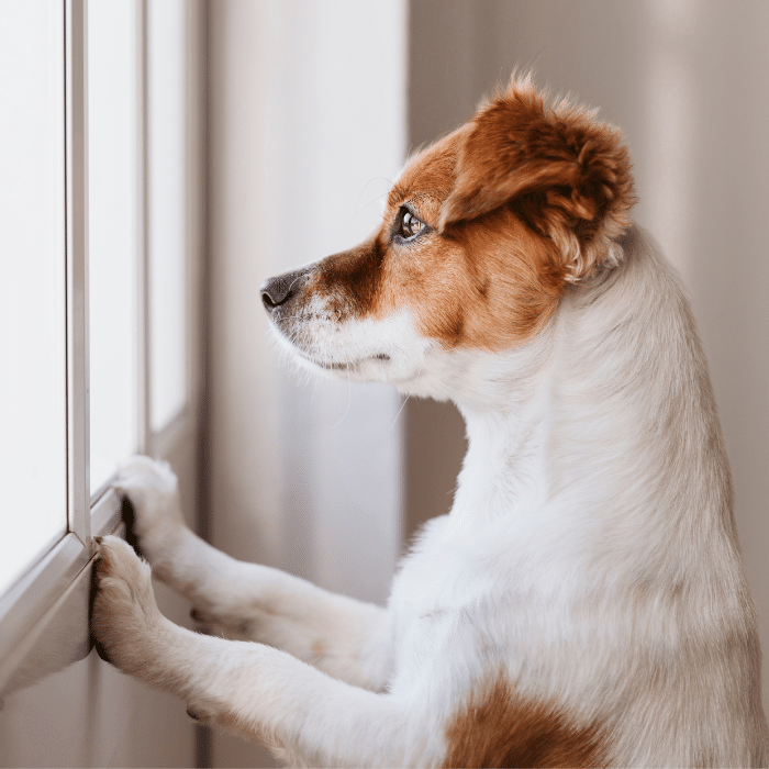 cachorro-sozinho-em-casa
