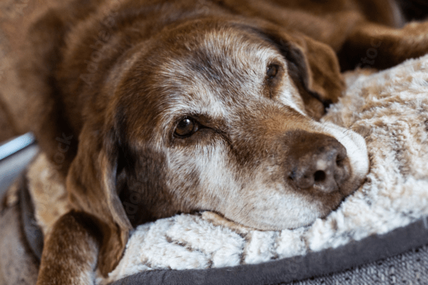 Doenças comuns em cães idosos cachorro-velho