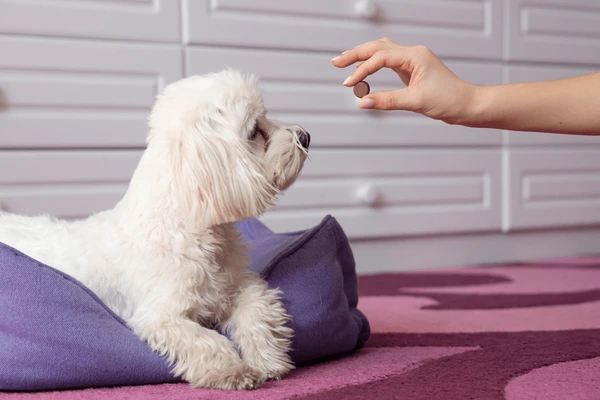 Tudo sobre vermes e vermifugação remedio de verme cachorro