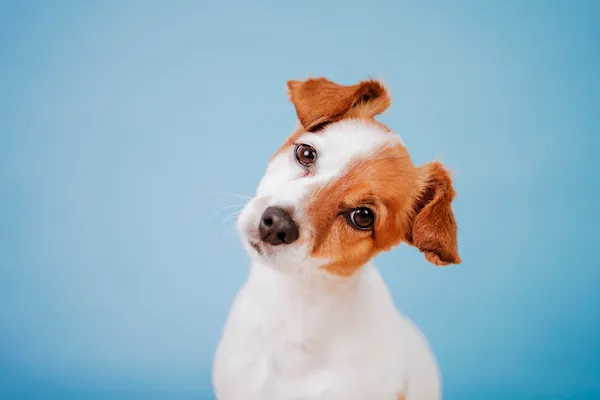 Por que meu cão inclina a cabeça? cachorro vira cabeca
