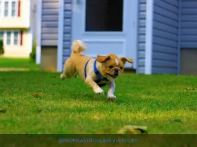 Vacinas, exames e alimentação: dicas para aumentar a expectativa de vida do  seu cachorro