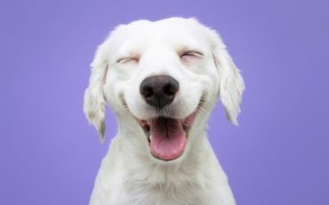 cachorro sorrindo