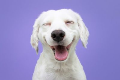 cachorro sorrindo