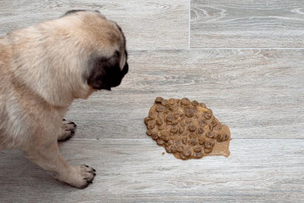 cachorro vomitando ração