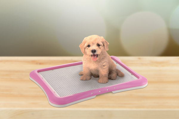 Como ensinar a fazer xixi e cocô no lugar certo cachorro xixi lugar certo
