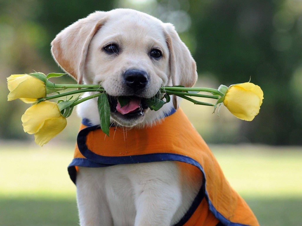 cachorros fofos