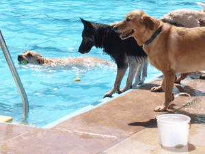 Cachorros brincando na piscina