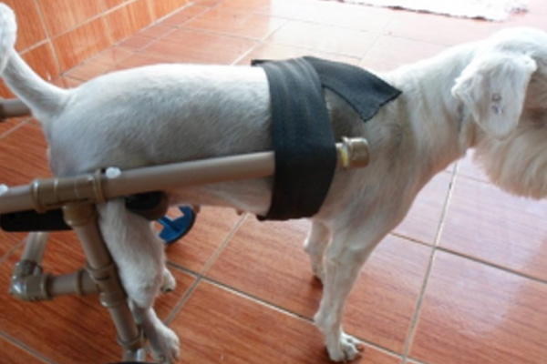 Como fazer uma cadeira de rodas para cães cadeira de rodas cachorro