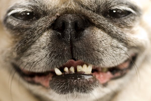 Como calcular a idade real dos cachorros calcular-idade-cachorro