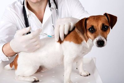 calendario de vacinacao cachorro