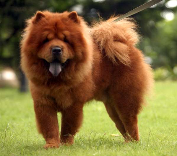 chow chow